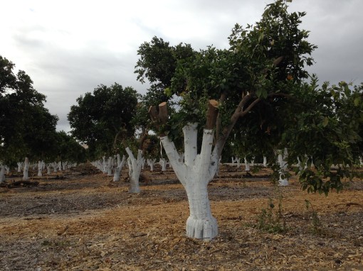 glt-grafting-lemons-on-to-oranges-10-16