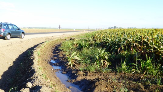 glt-sorghum-silage-10-16-central-valley
