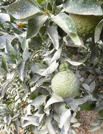 glt-sumo-ripening-10-16