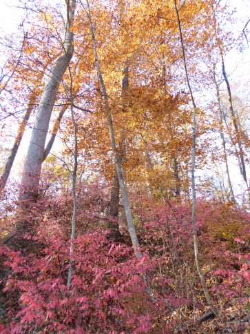 p1060017-beeches-euonymous