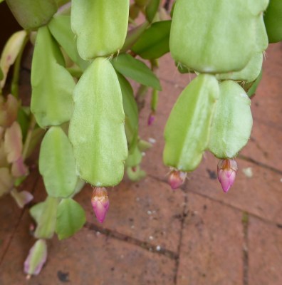 garden-p1060555-xmas-cactus