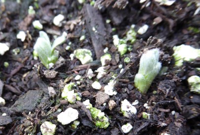 garden-p1060562-tarragon