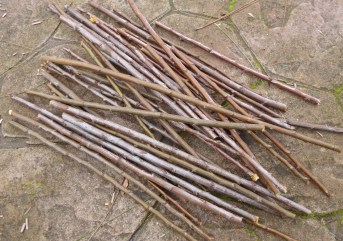 garden-p1060564-plum