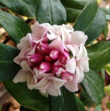 daphne-eve-of-presentation-17