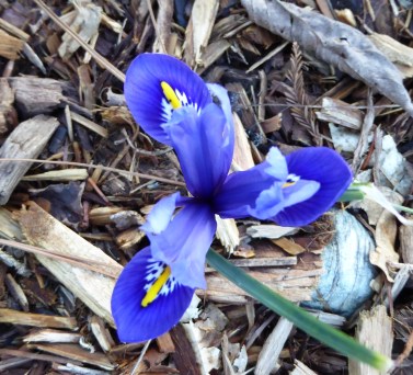 dutch-iris-2-12-17-p1060647