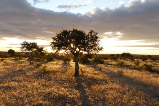 gl-tuli-safari-landscape